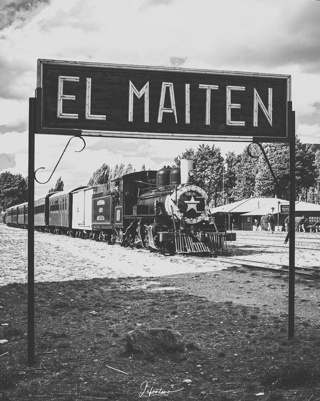 Árbol maitén en la región